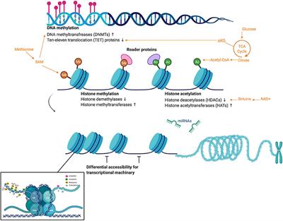 The Influence of Epigenetic Modifications on Metabolic Changes in White Adipose Tissue and Liver and Their Potential Impact in Exercise